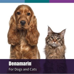 A Cocker Spaniel dog and a Siberian cat looking at the camera