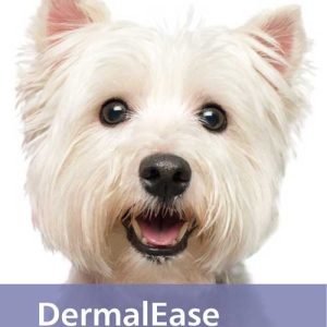 White Yorkshire Terrier looking at the camera