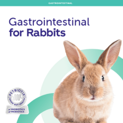 Gastrointestinal Solutions for Rabbits