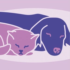 A cat and a dog sleeping near each other