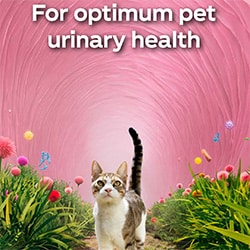 For optimum pet urinary health