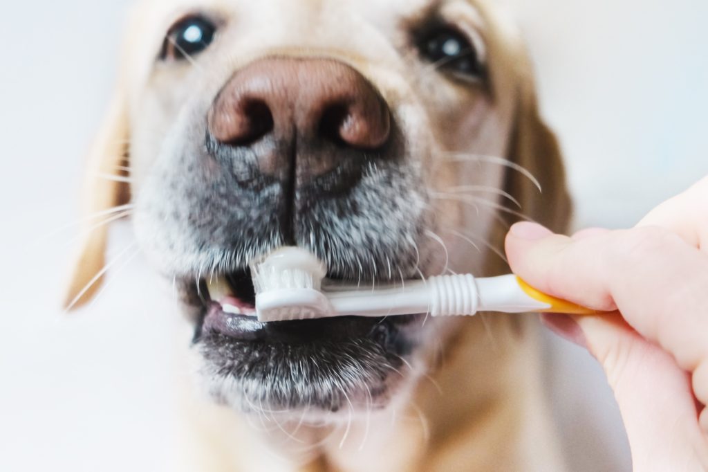 dental problems in dogs
