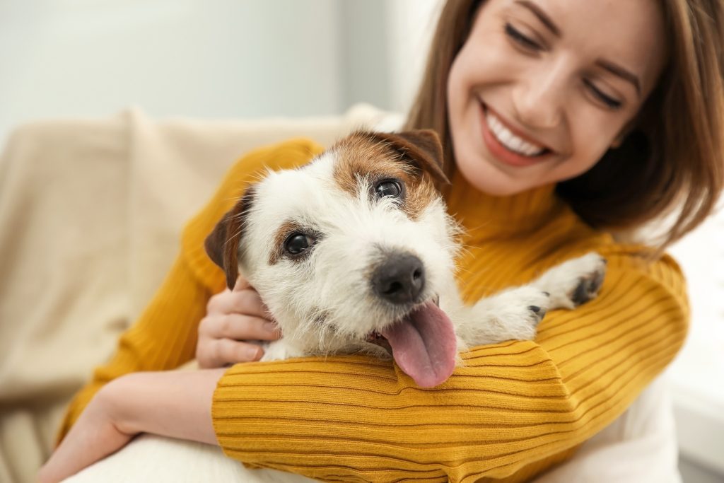 Young woman with her cute Jack Russell Terrier at home, closeup.