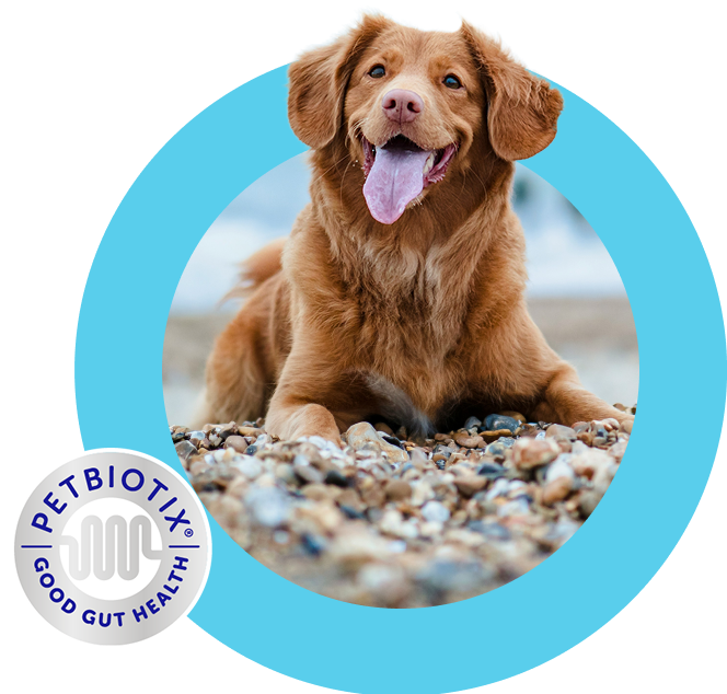 Dog sitting on a pebbled beach.