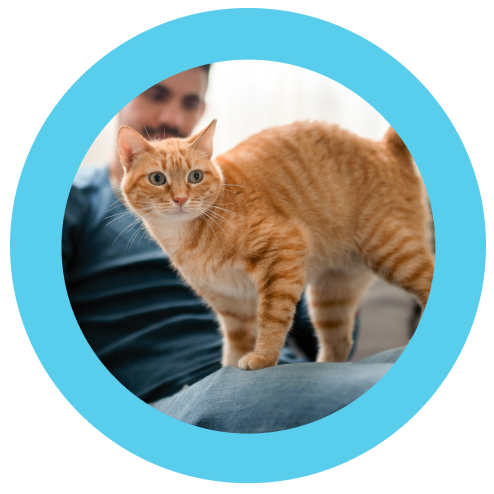 ginger_cat Cat on mans lap.