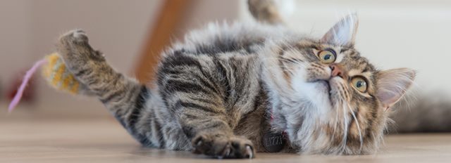 A long hair cat playing with his toy