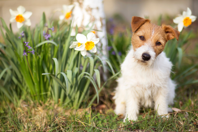A baby fox terrier standing by the daffodils