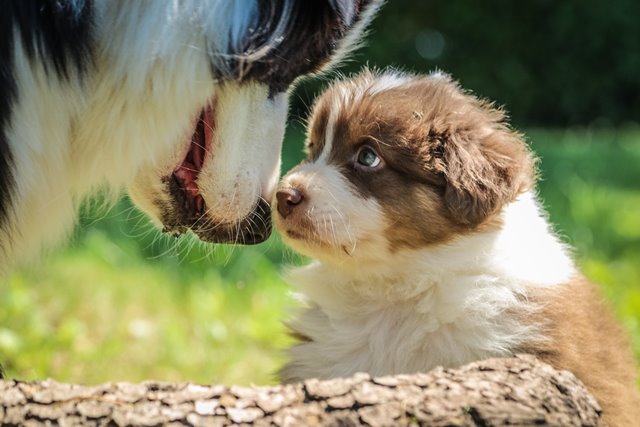 dog and puppy